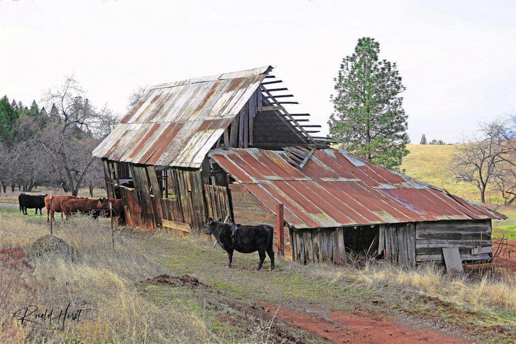 Starkes-Grade-Cattle-Barn