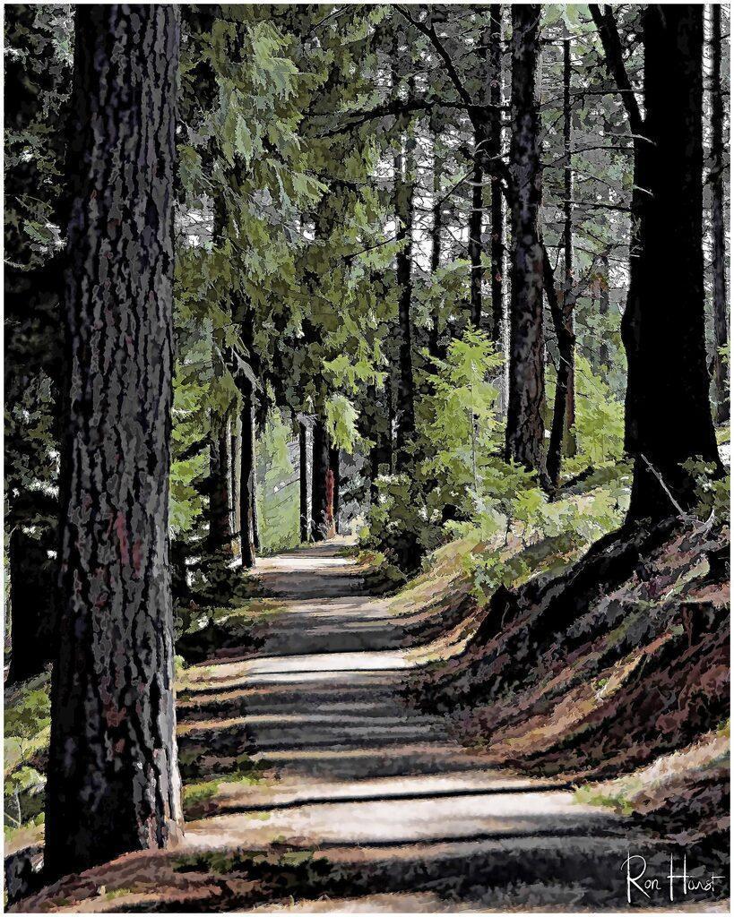 Walk-in-the-Woods-scaled-819x1024-1.jpg