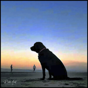 Dog sunset